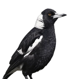 Australian Magpie, profile