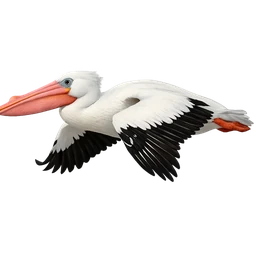 Australian Pelican, in flight