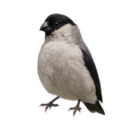 Azores Bullfinch