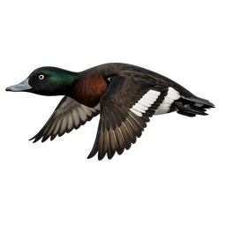 Baer's Pochard, in flight