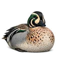 Baikal Teal