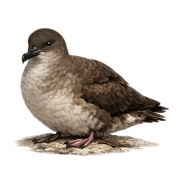 Balearic Shearwater