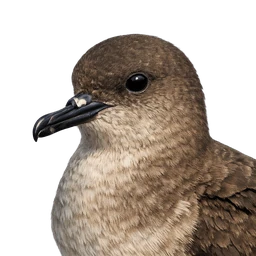 Balearic Shearwater, profile
