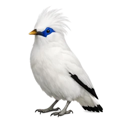Bali Myna