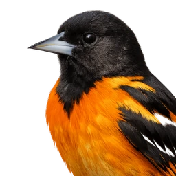 Baltimore Oriole, profile