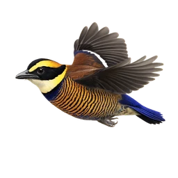 Banded Pitta, in flight