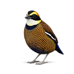 Banded Pitta