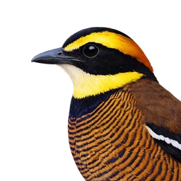 Banded Pitta, profile