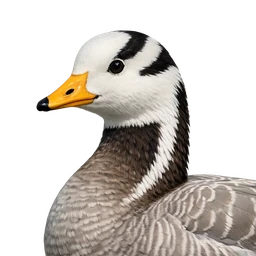 Bar-headed Goose, profile