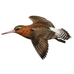 Bar-tailed Godwit, in flight
