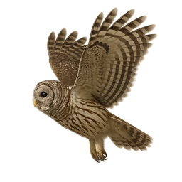 Barred Owl, in flight
