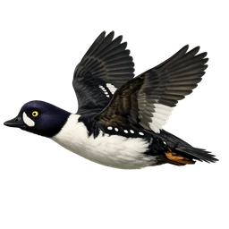 Barrow's Goldeneye, in flight