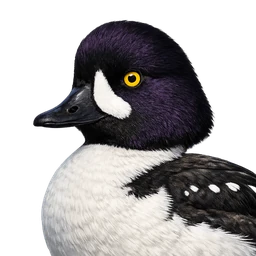 Barrow's Goldeneye, profile