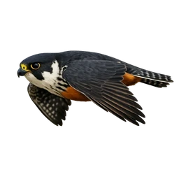 Bat Falcon, in flight