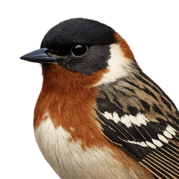 Bay-breasted Warbler, profile
