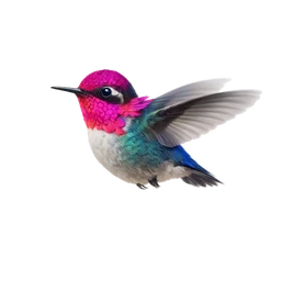 Bee Hummingbird, in flight