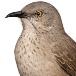 Bendire's Thrasher, profile