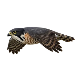 Besra, in flight