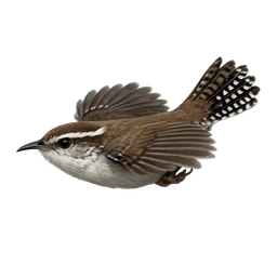 Bewick's Wren, in flight