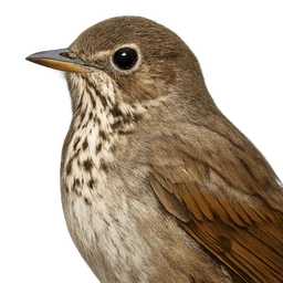 Bicknell's Thrush, profile