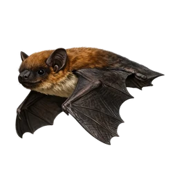 Big Brown Bat, in flight