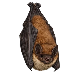 Big Brown Bat