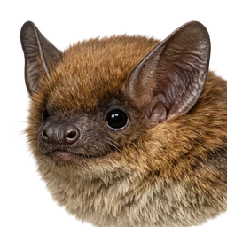 Big Brown Bat, profile