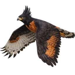 Black-and-chestnut Eagle, in flight