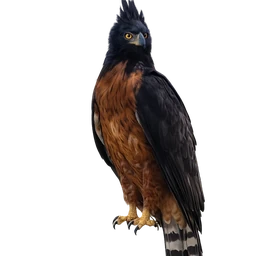 Black-and-chestnut Eagle