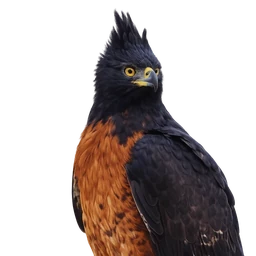 Black-and-chestnut Eagle, profile
