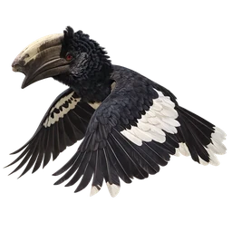 Black-and-white-casqued Hornbill, in flight