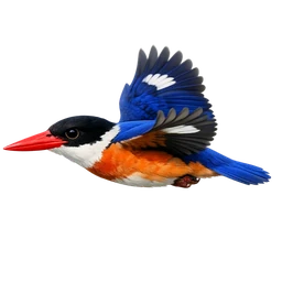 Black-capped Kingfisher, in flight
