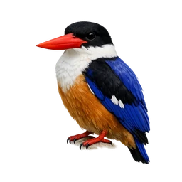 Black-capped Kingfisher