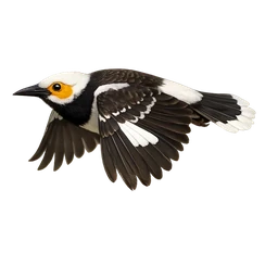Black-collared Starling, in flight