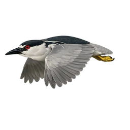 Black-crowned Night-Heron, in flight