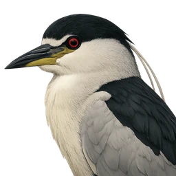 Black-crowned Night-Heron, profile
