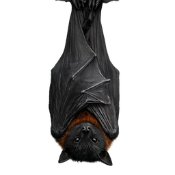 Black Flying Fox