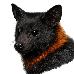 Black Flying Fox, profile