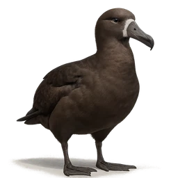 Black-footed Albatross