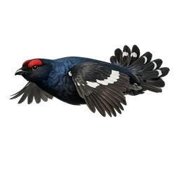 Black Grouse, in flight