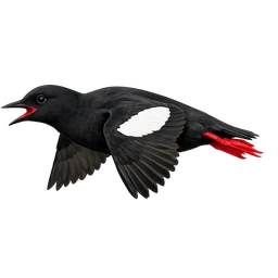 Black Guillemot, in flight