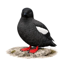 Black Guillemot