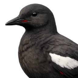 Black Guillemot, profile