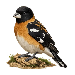 Black-headed Grosbeak