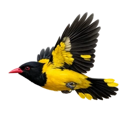 Black-hooded Oriole, in flight