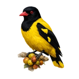 Black-hooded Oriole