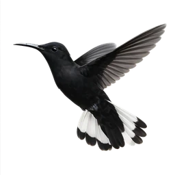 Black Jacobin, in flight