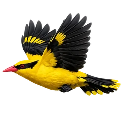 Black-naped Oriole, in flight