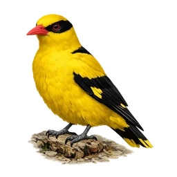 Black-naped Oriole