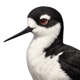 Black-necked Stilt, profile